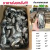 1-1/2 นิ้ว (หนา 1.2 มม.)